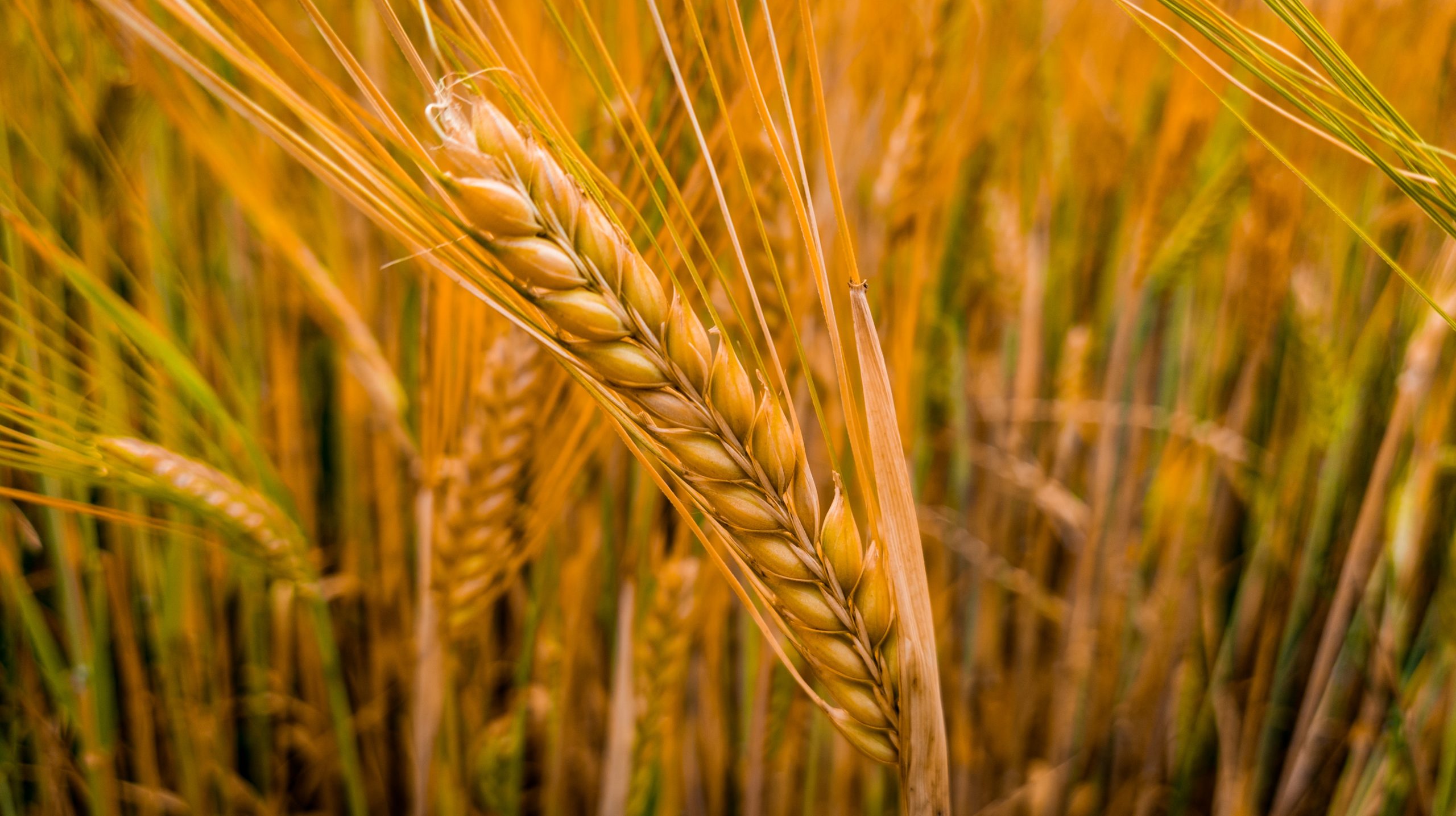 wheat field yellow Wheat